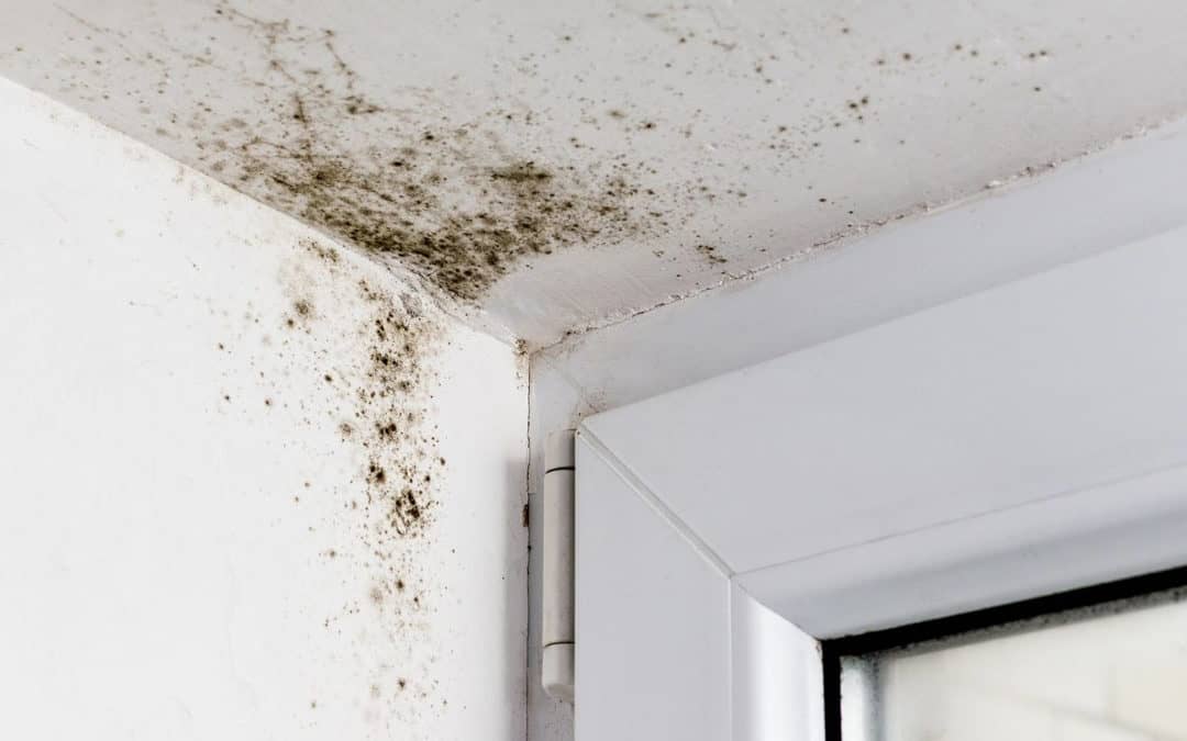 How to Take Out Mould From Your Home