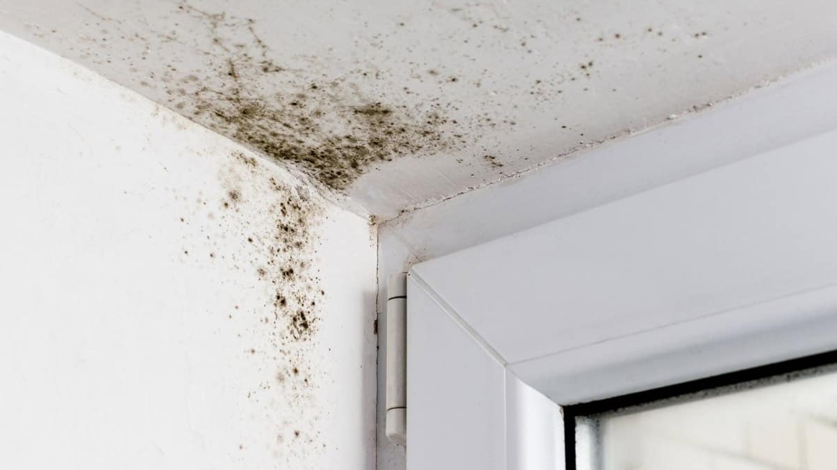 How to Take Out Mould From Your Home Mid North Coast