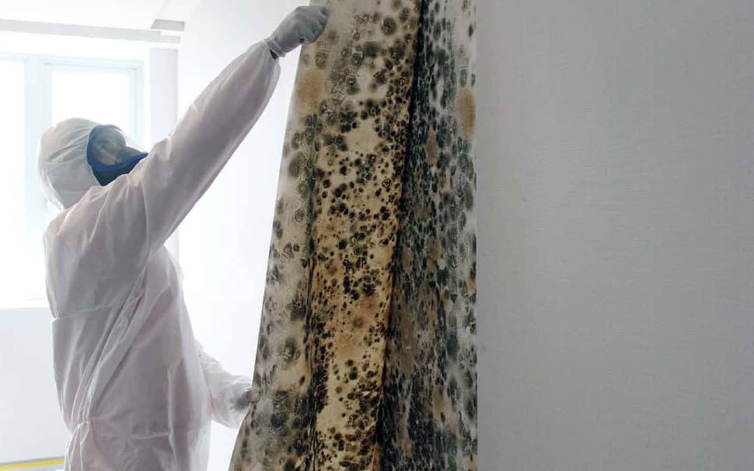 Debunking Myths about Mould Removal