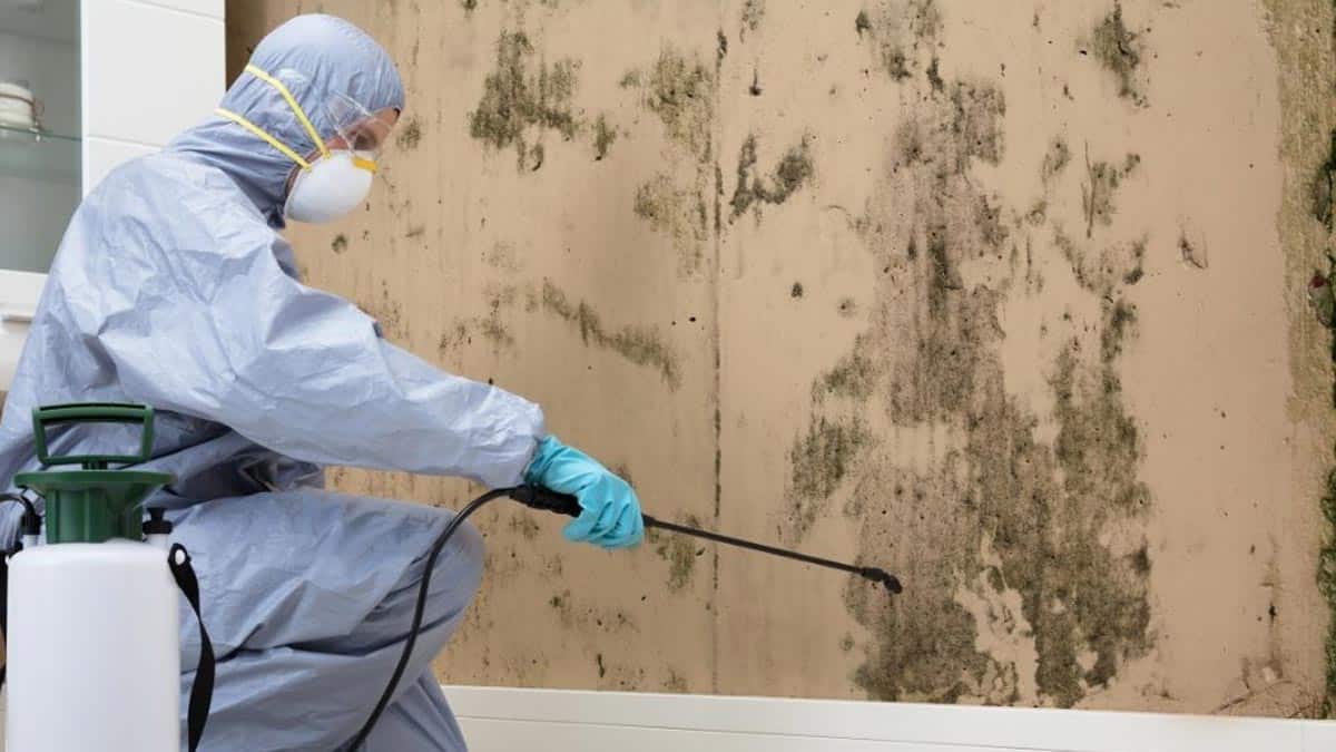 Mould Removal Mid North Coast